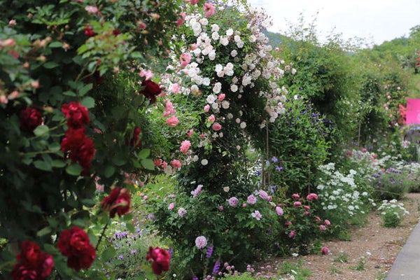 【福井県内発】 花と味覚の感謝祭 春のバラの競演 約1000株の「ローザンベリー多和田」英国式庭園と約3300株の「神戸町ばら公園」散策 日帰り2